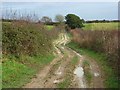 Ridge Way near Puddletown