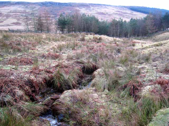 Hollin Burn and the Cottonshope valley