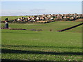 View across the valley to houses on Mill Hill