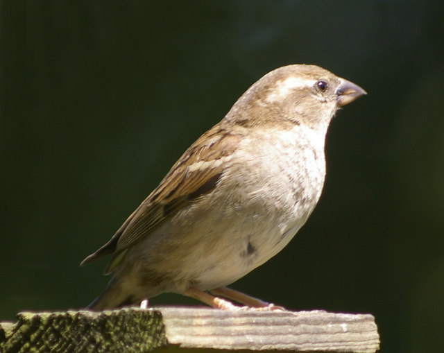 House Sparrow (Passer domesticus) © Christine Matthews cc-by-sa/2.0 ...