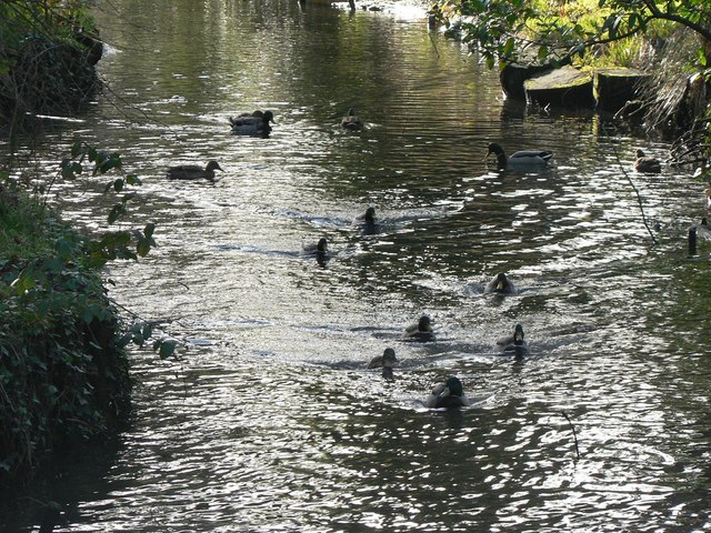 Poole: ducks on Coy Pond