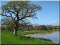 Lake at Langford Hele