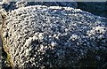 Frost Flowers on the Dyke