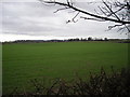 Grazing land near the A5