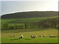 SP5759 : Pastures, Newnham by Andrew Smith