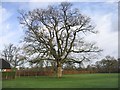 Cricket pitch with large oak tree