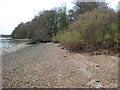 Wooded shoreline near Orwell Park House