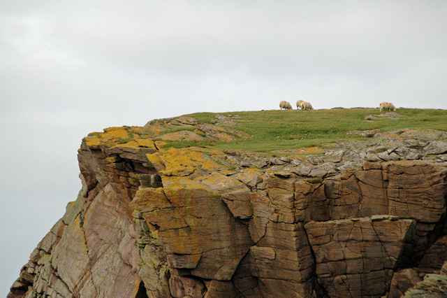 Sheep on Clifftop, Sròn Slugain Uaine, Tanera Beg, Summer Isles