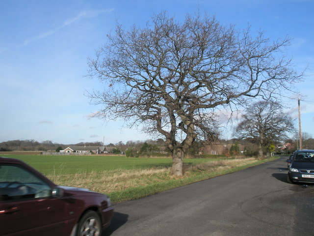 Tree at Bethwines Farm
