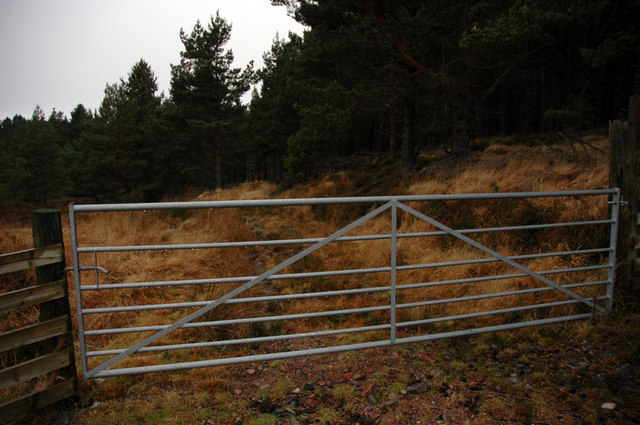 New gate on an old overgrown track