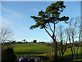 Scots pine and view from Lenwood