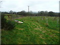 Newly planted woodland near Beara