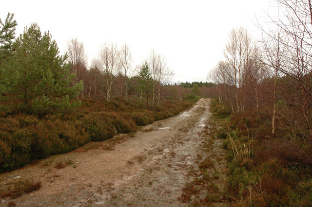 Forest track in Dulsie Wood