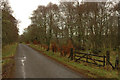 Road, birch trees and gate