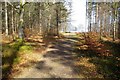 Pathway in Caddam Wood, Kirriemuir