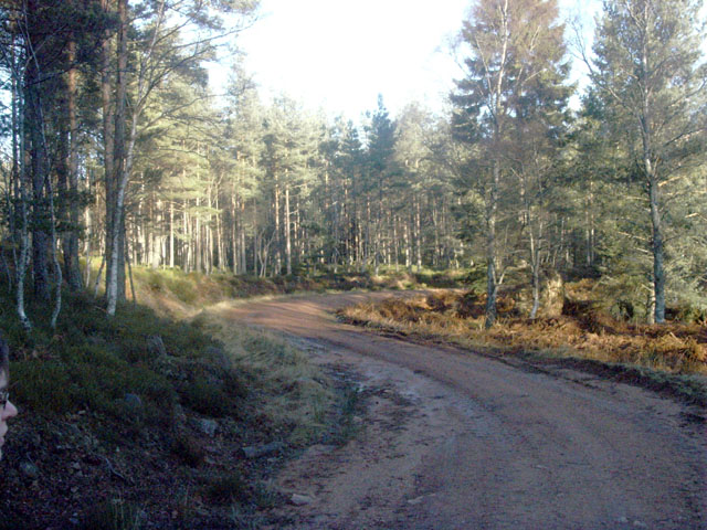 Forestry track near the Backbog burn
