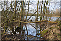 White Moss Loch