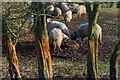 Sheep Gnawed Trees, Near St. Agnes House