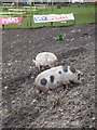 Pair of pet pigs at the pub