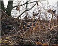 Ducks at the Village Pond, Burnside of Duntrune