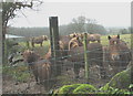 Shetland ponies at Glasgoed