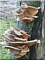 Bracket Fungus