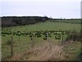 Lugmore Townland