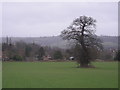 Field & tree near Seifton in winter