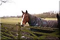 Horse on Sand Lane