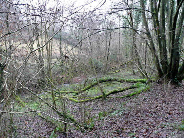 Woodland surrounding a Devon stream