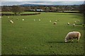 Sheep grazing in Welland