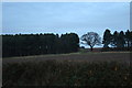 Hill top trees in winter