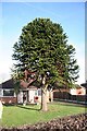 Monkey Puzzle Tree