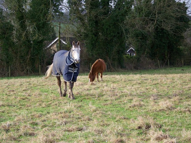 Horses and ponies in Revels Field