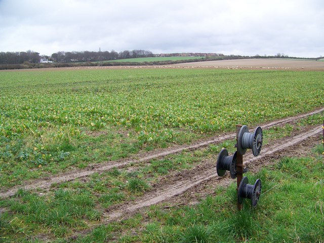 Field turnips growing near Harnham