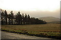 Field and line of trees near Auchinhove