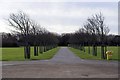 Victoria Park - tree alley