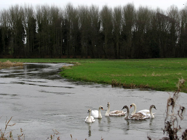 Swans on the River Wensum