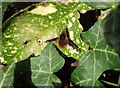 Bee-fly (Bombylius major)