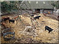 Crockshard Farm cattle in Goodnestone Road