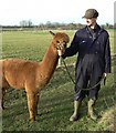 Pastureland used for alpacas