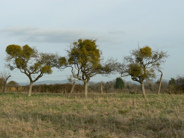 Mistletoe in apple trees