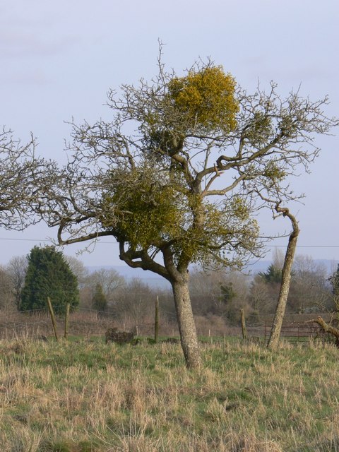Mistletoe in apple tree