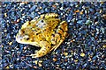 Common frog (Rana temporaria)