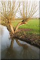 Pollarded tree at Fenny Castle