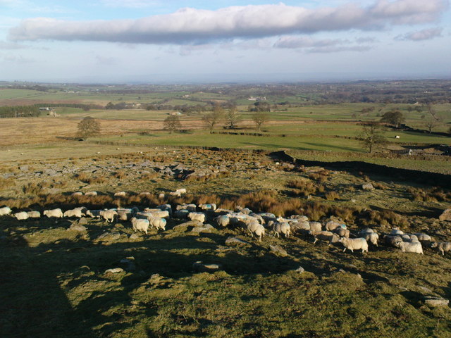 Rocks and Sheep
