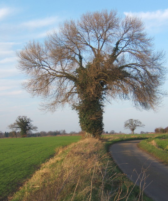 Tree by lane to Hemingstone
