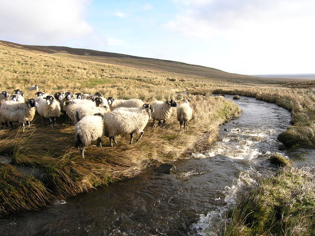 Sheep beside Arngill Beck