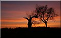 TL8063 : Silhouetted trees at Little Saxham by Bob Jones