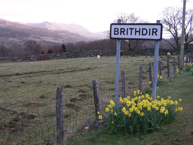 Brithdir in Bloom
